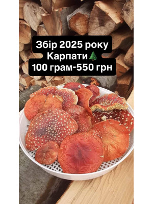 Мухомор червоний мелені шляпи